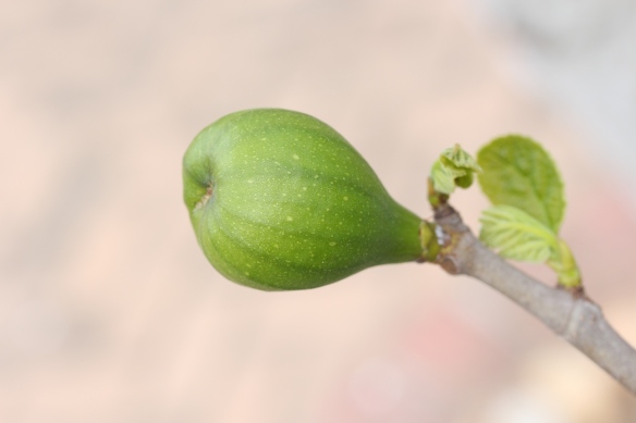 first fig